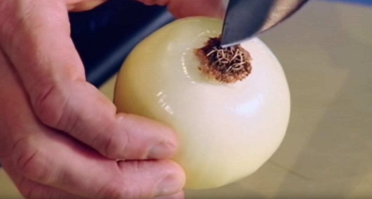 Zone racinaire de l'oignon