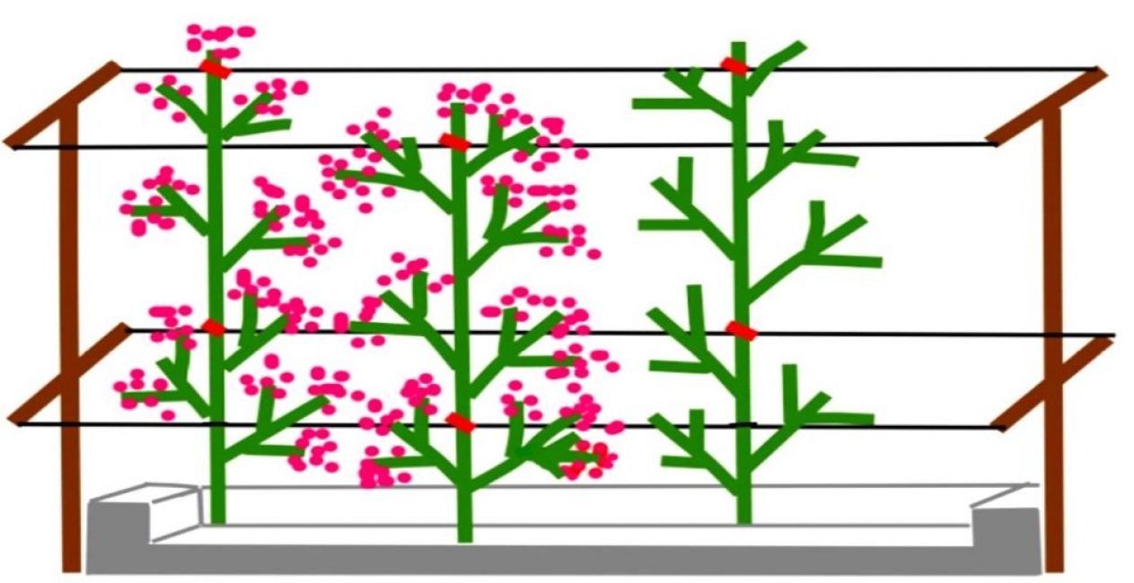 Emplacement des framboises dans les tranchées