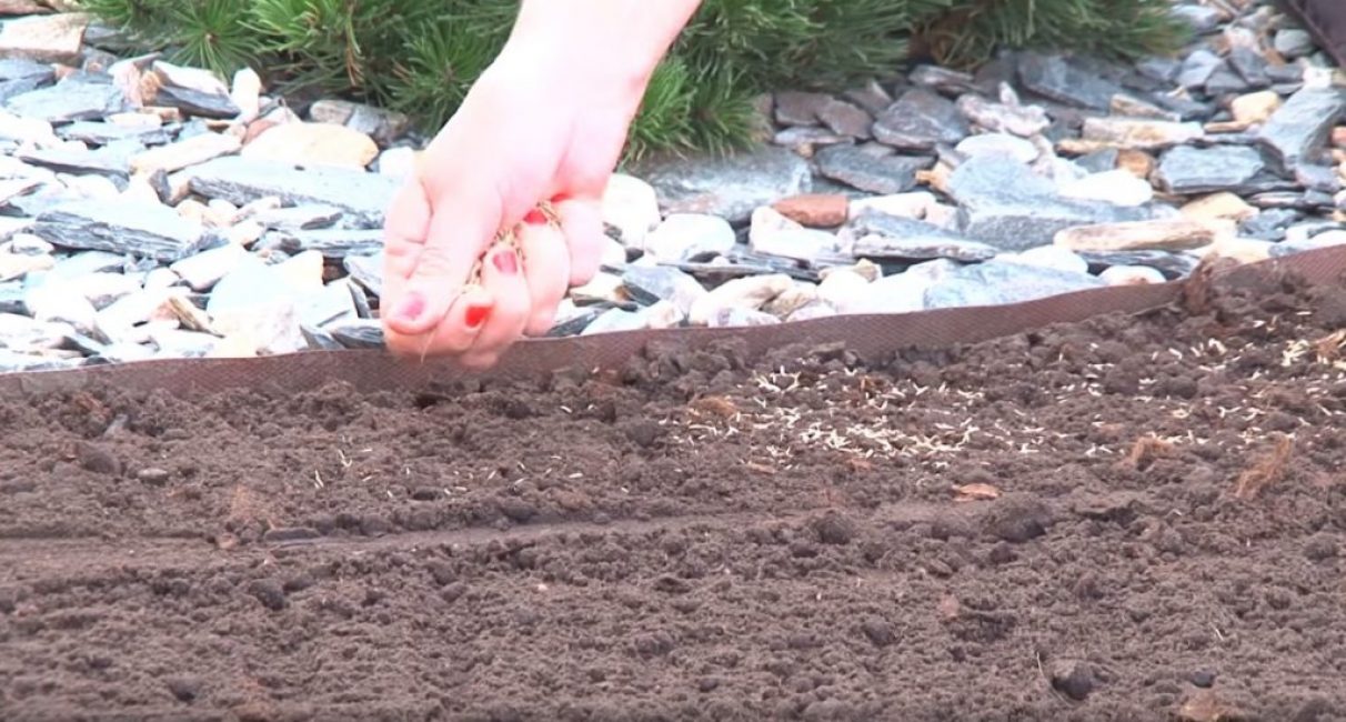 Semer des graines près du trottoir