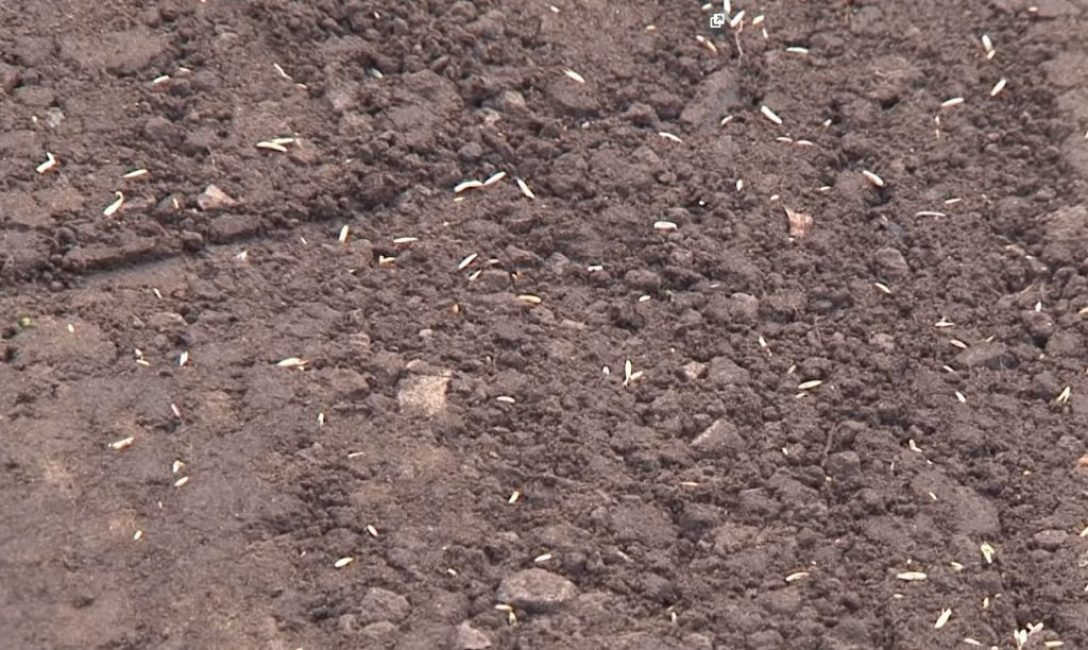 Après compactage, certaines graines restent encore à la surface.