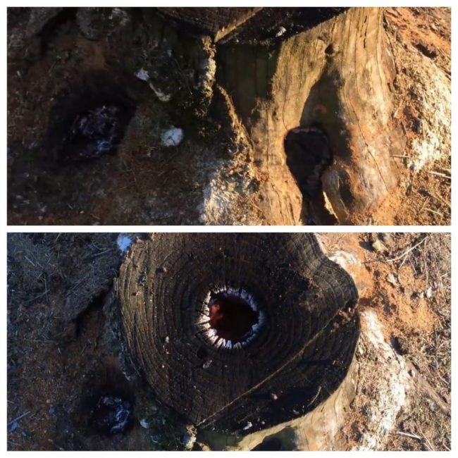 Souche une heure après le début du brûlage