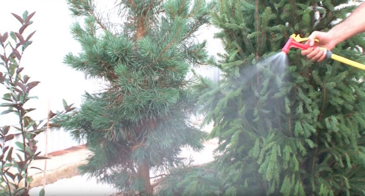 Hydratez la pelouse en arrosant finement avec un vaporisateur