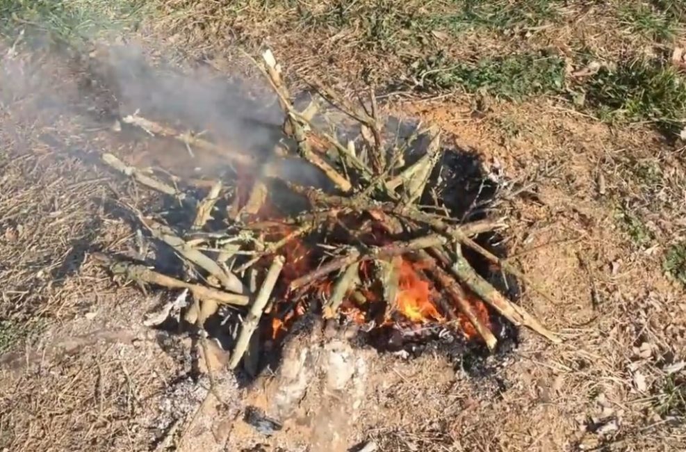 Brûlure des racines