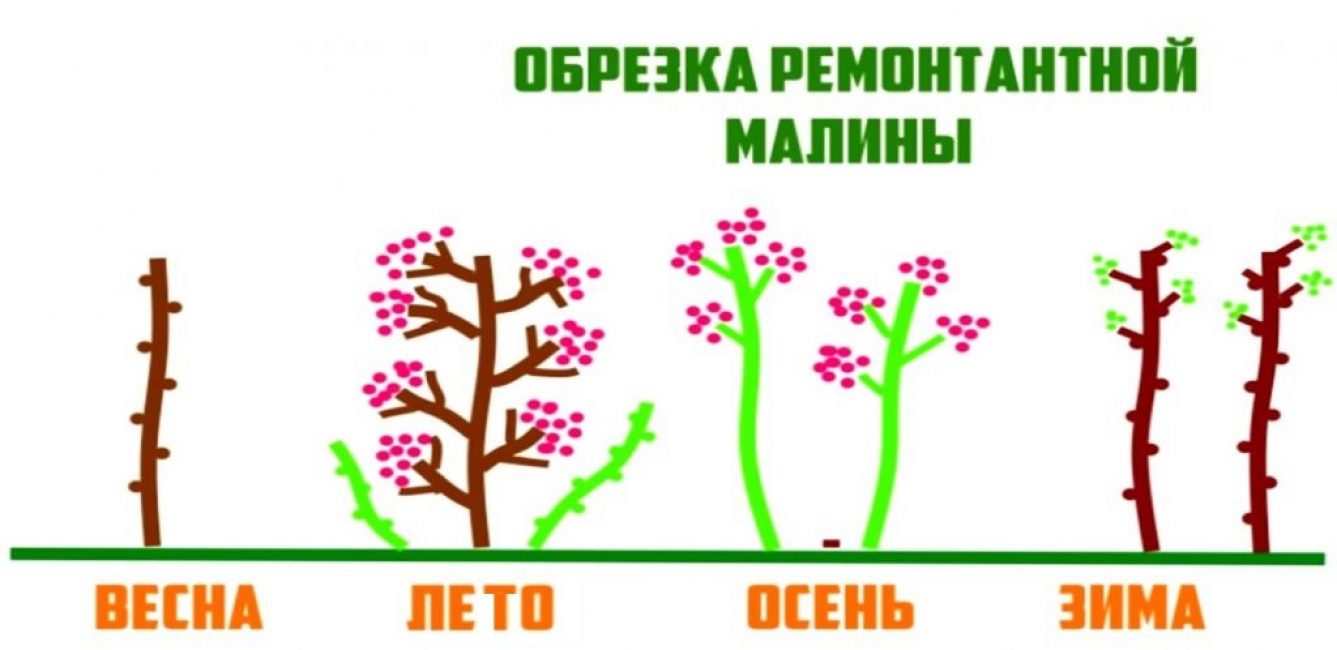 Cycle de deux ans de culture des framboises remontantes