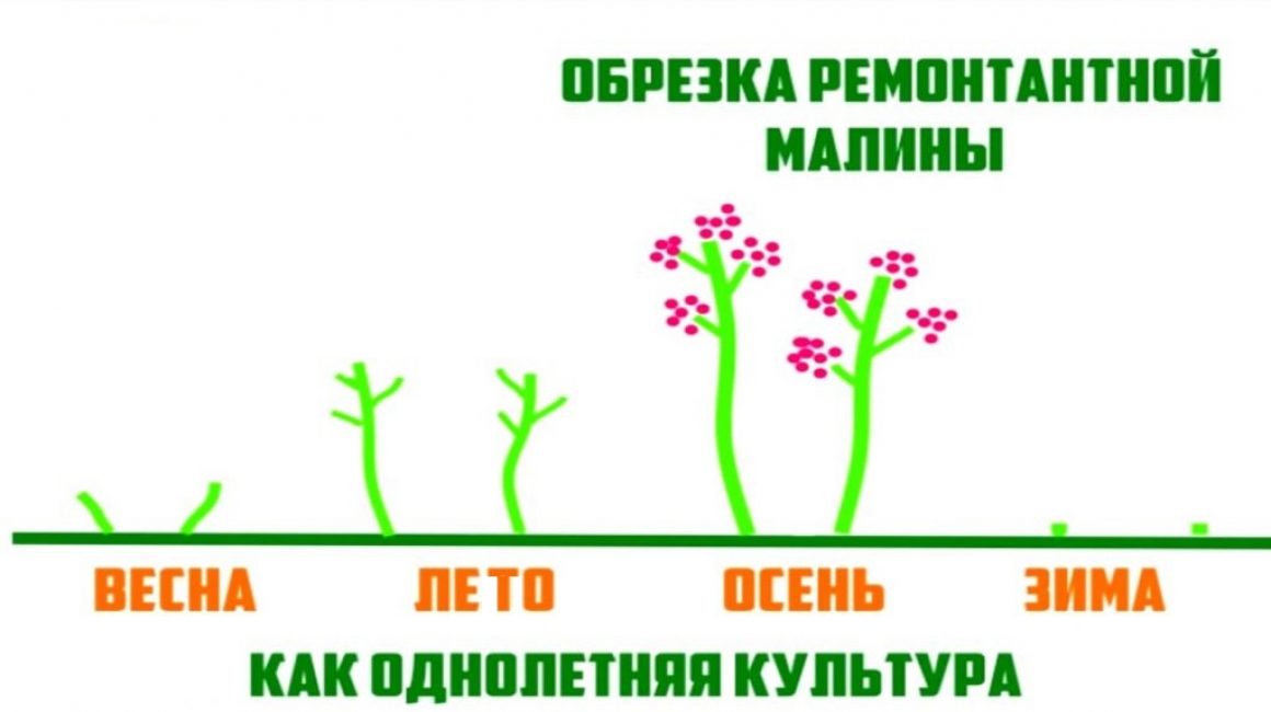 Cycle annuel de croissance des framboises remontantes