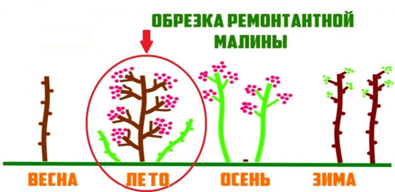 Simultanément à l'apparition de la récolte, le buisson forme des branches supplémentaires.