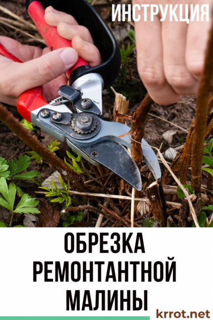 taille réparation framboises