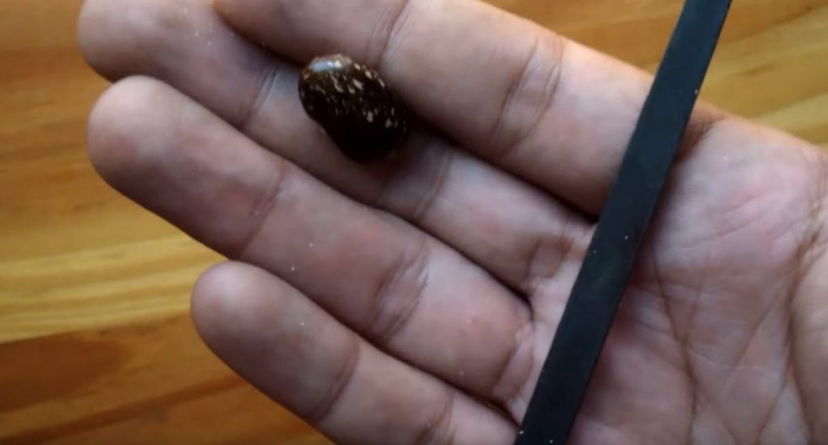 Graine et lime de haricot