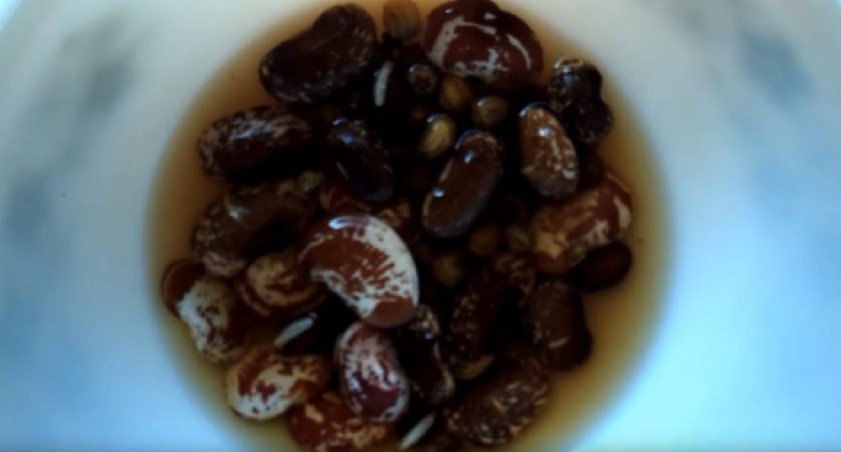 Les graines avec des trous dans la coque sont placées dans l'eau