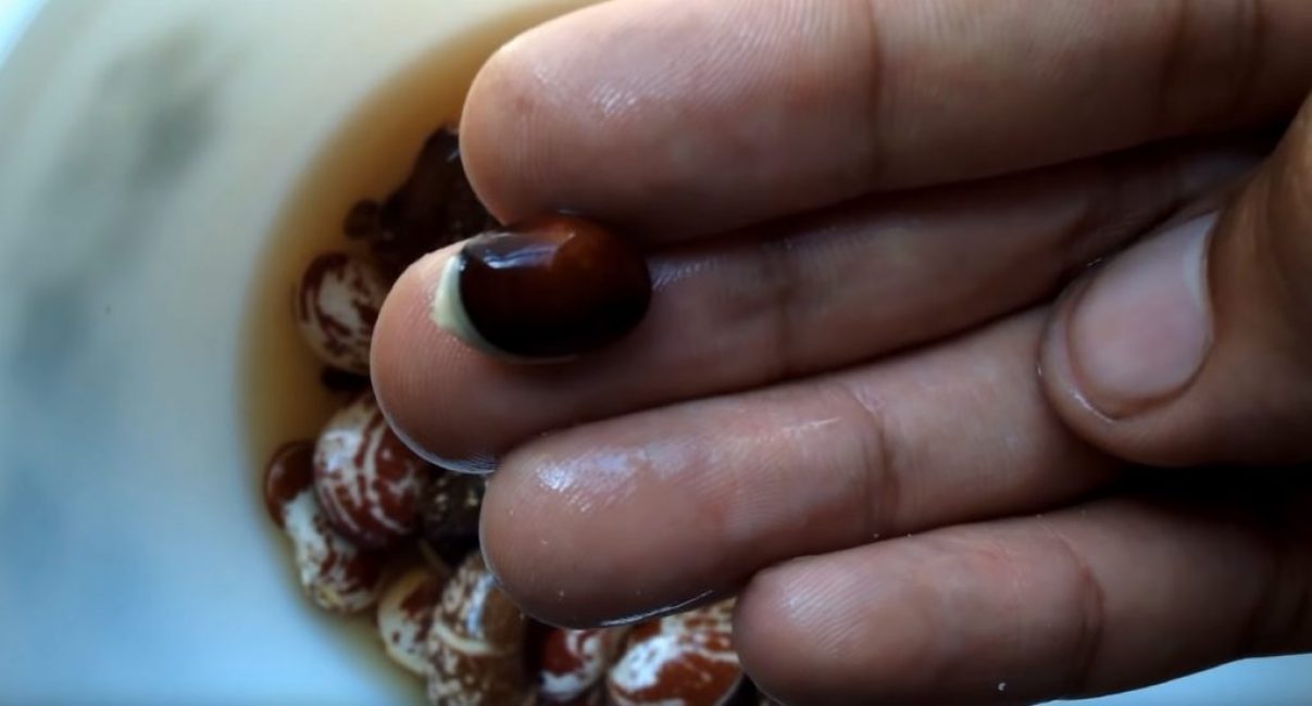 Les embryons commencent à germer