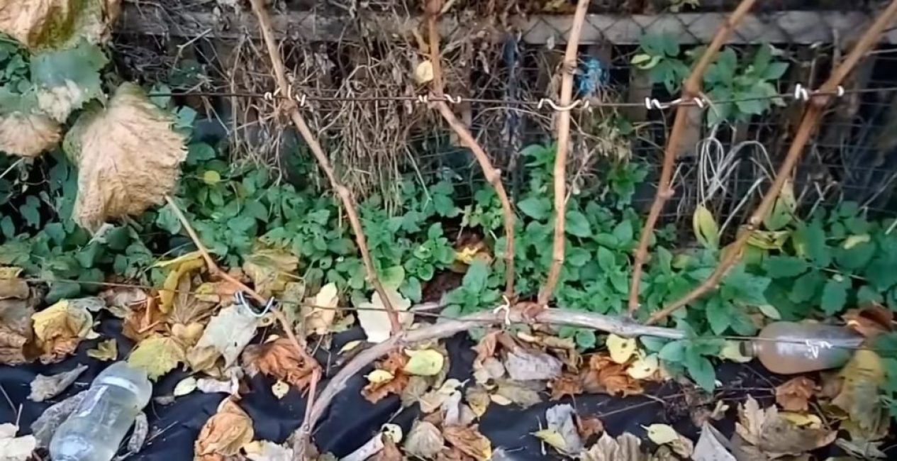 Raisin de trois ans bien formé