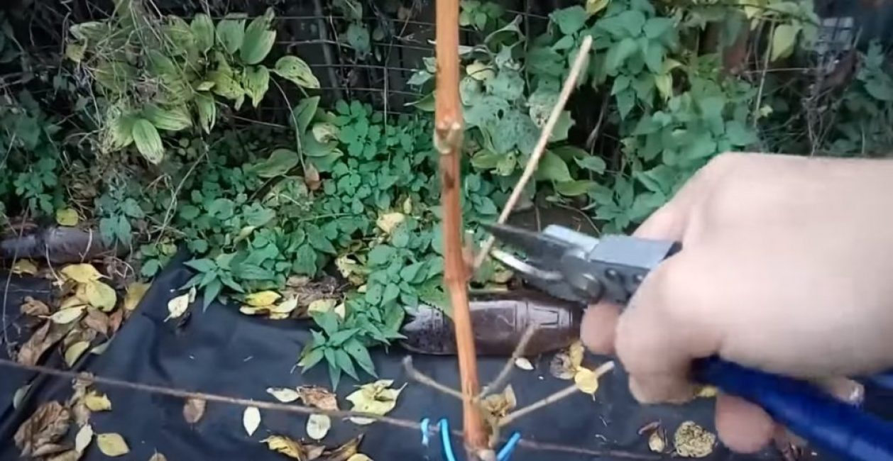 Enlèvement des beaux-enfants