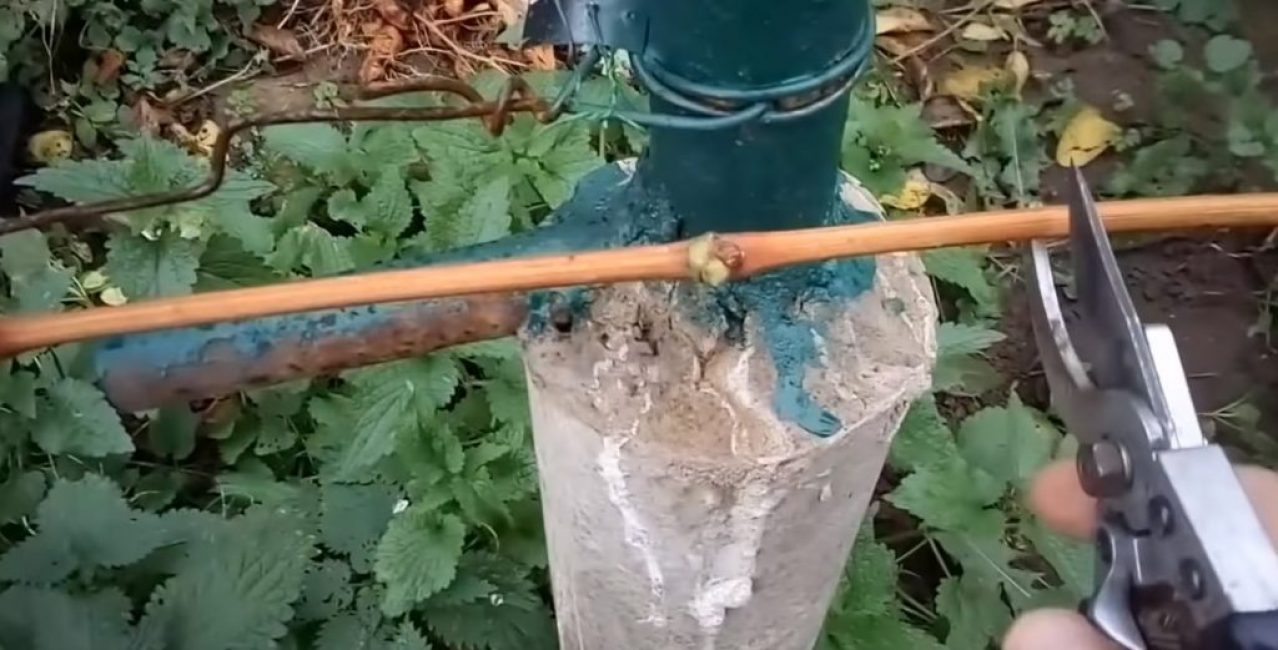Tailler les vignes en bordure de palissage