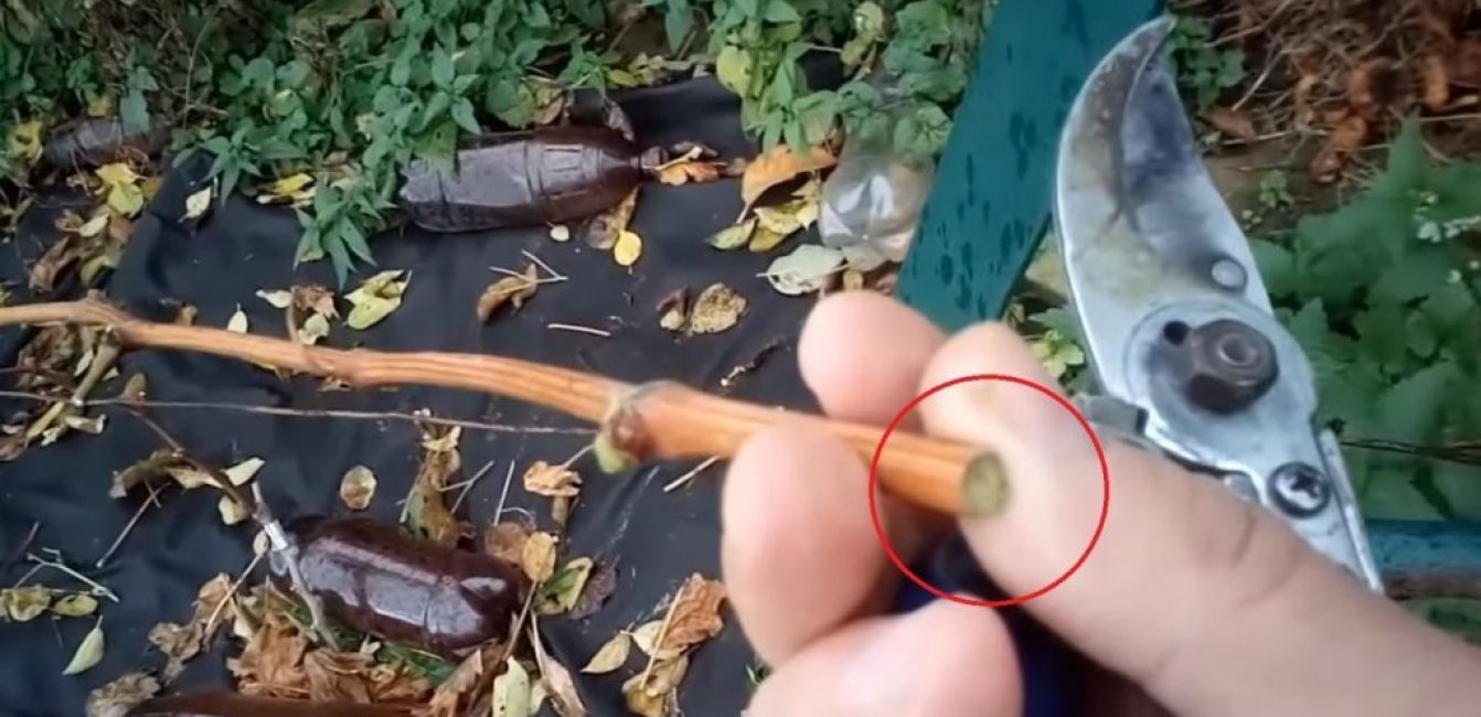 Au point de coupe, la couleur à l'intérieur de la vigne doit être vert clair. Cela signifie que la vigne n'a pas flétri.