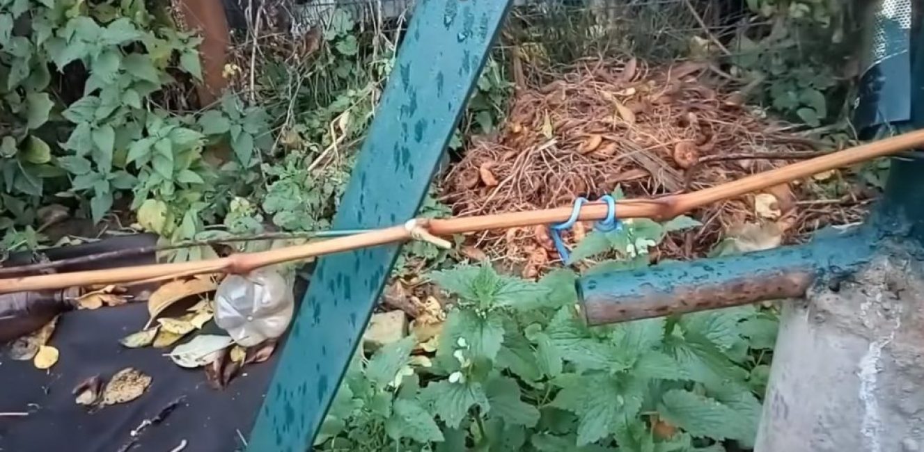 Fixation de la vigne avec du fil