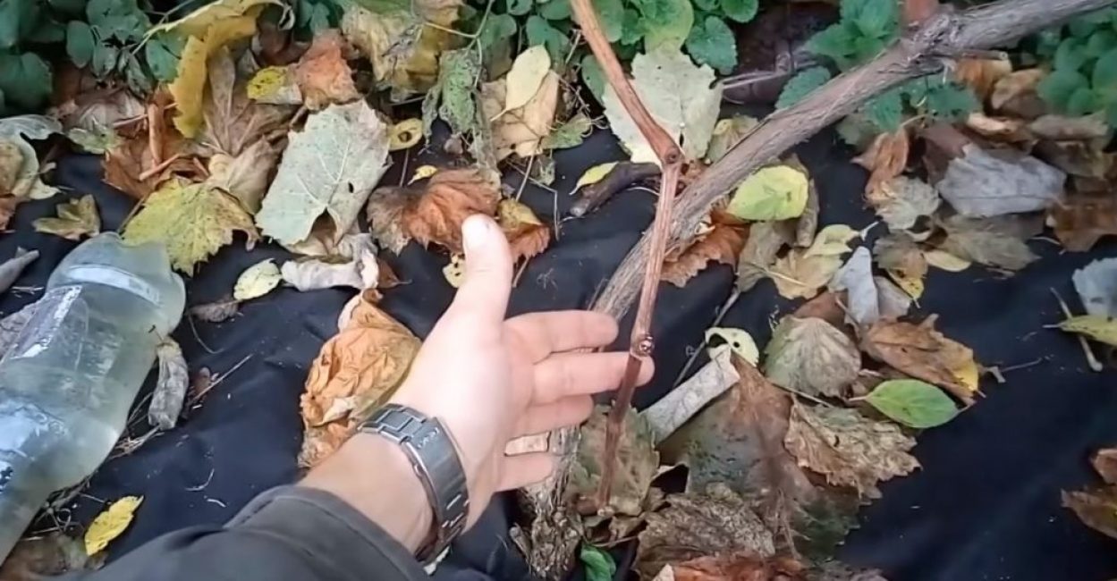 Une pousse supplémentaire qui a poussé à côté de la vigne principale