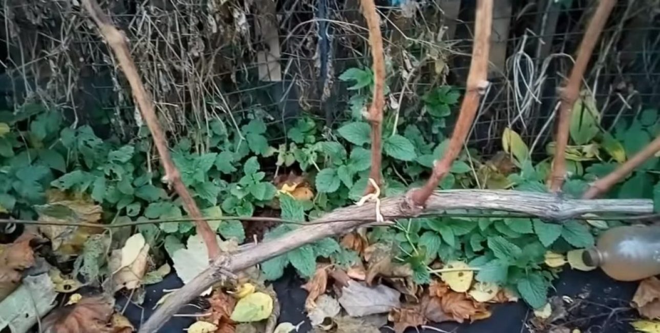 Le buisson a 5 branches enfants