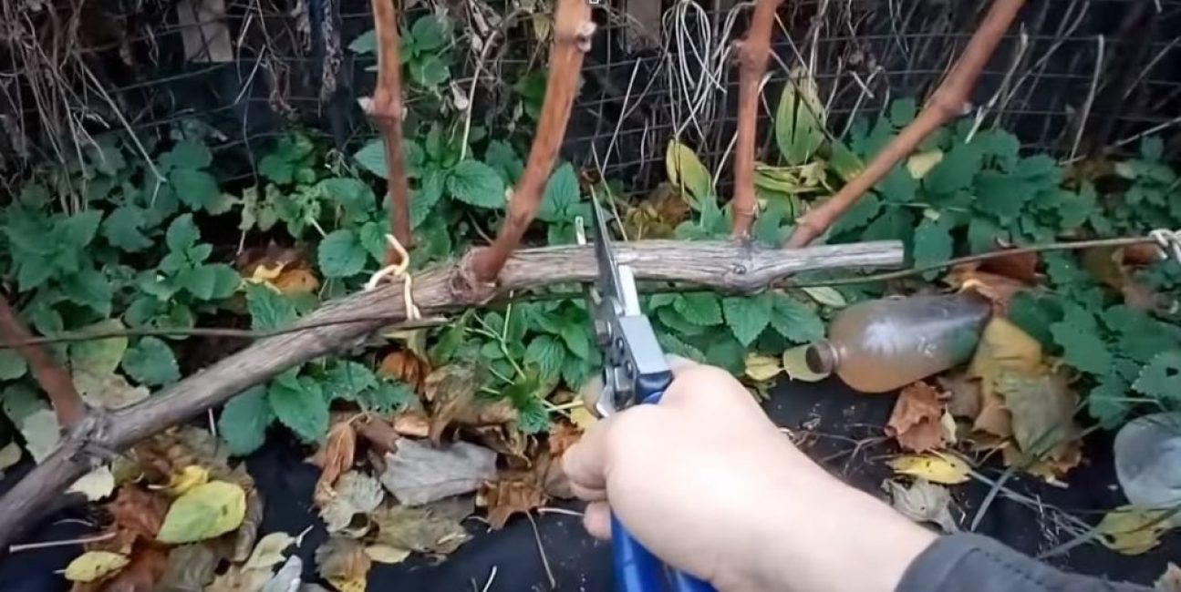 Taille au milieu de l'emplacement des entre-nœuds