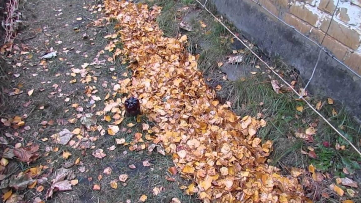 Feuilles comme couverture
