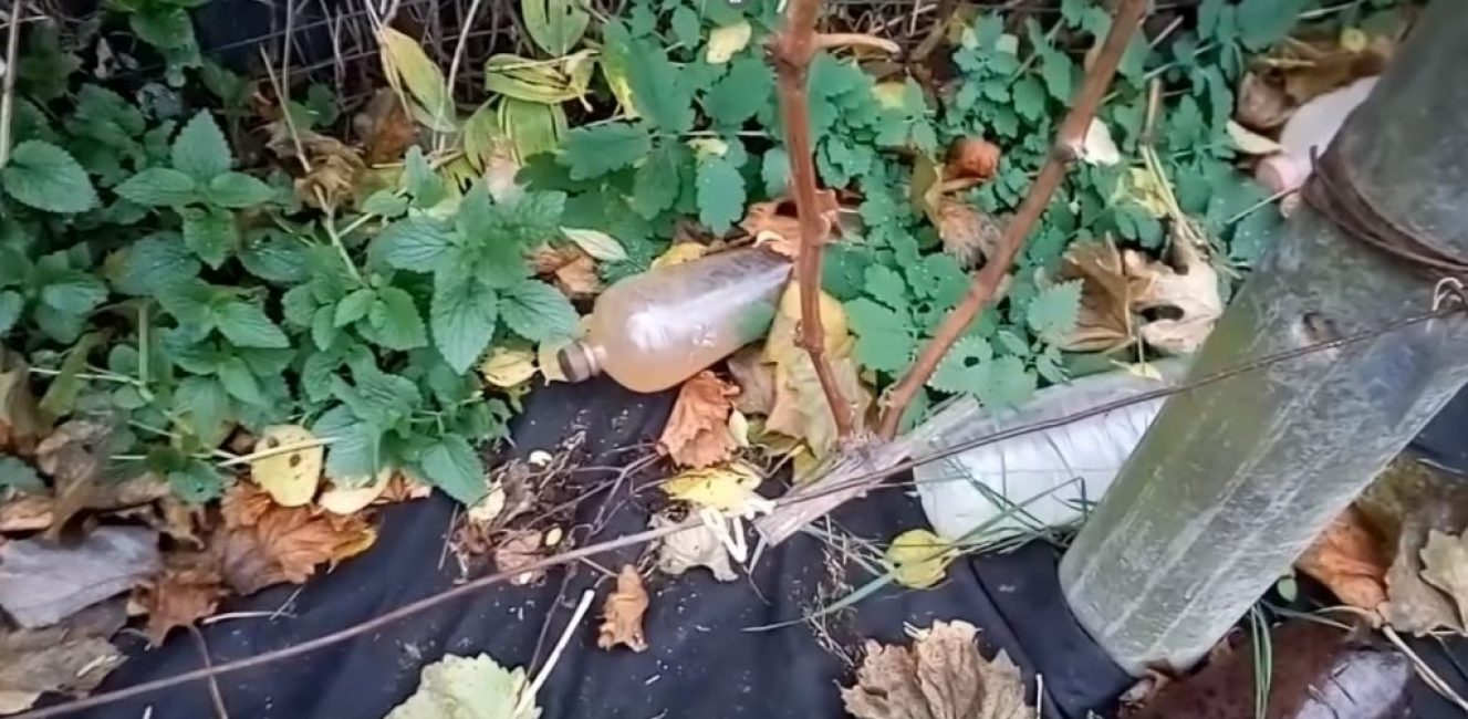 Des vignes qui iront faire germer un nouveau buisson à partir de boutures