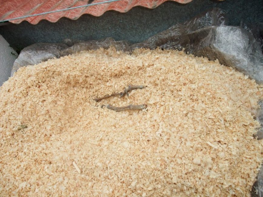 L'utilisation de la sciure de bois nécessite un substrat sous forme de film