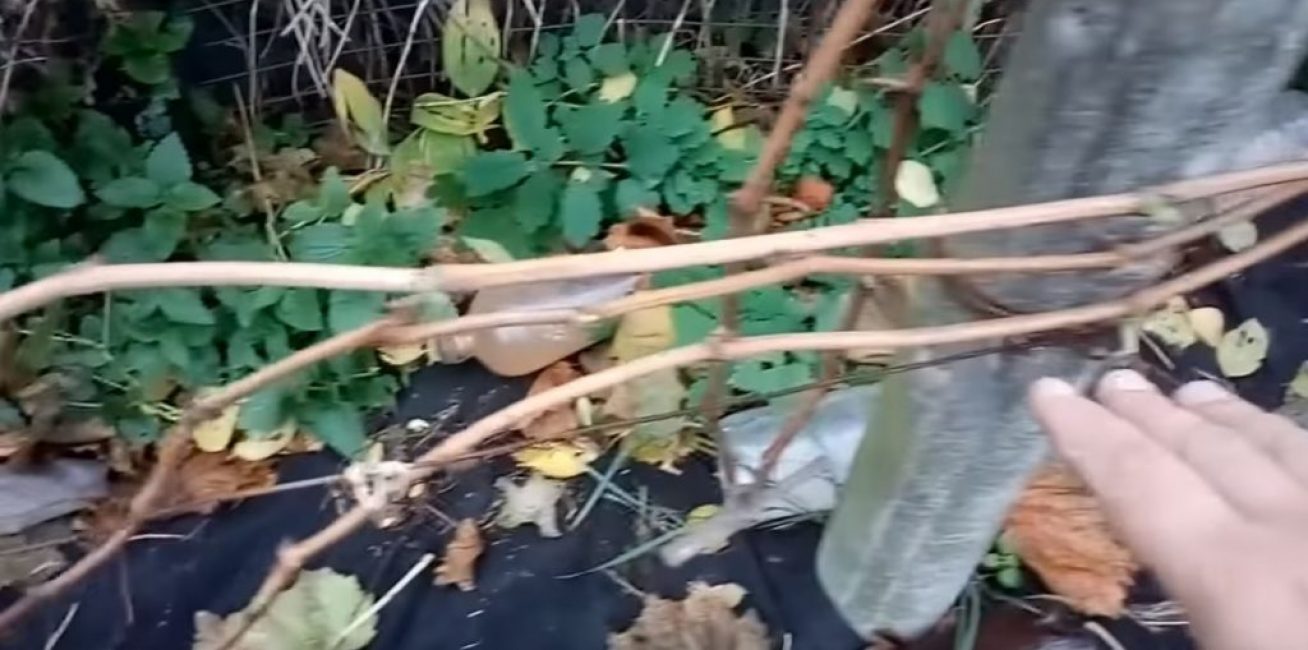 Les branches enfants sont posées horizontalement sur le premier treillis