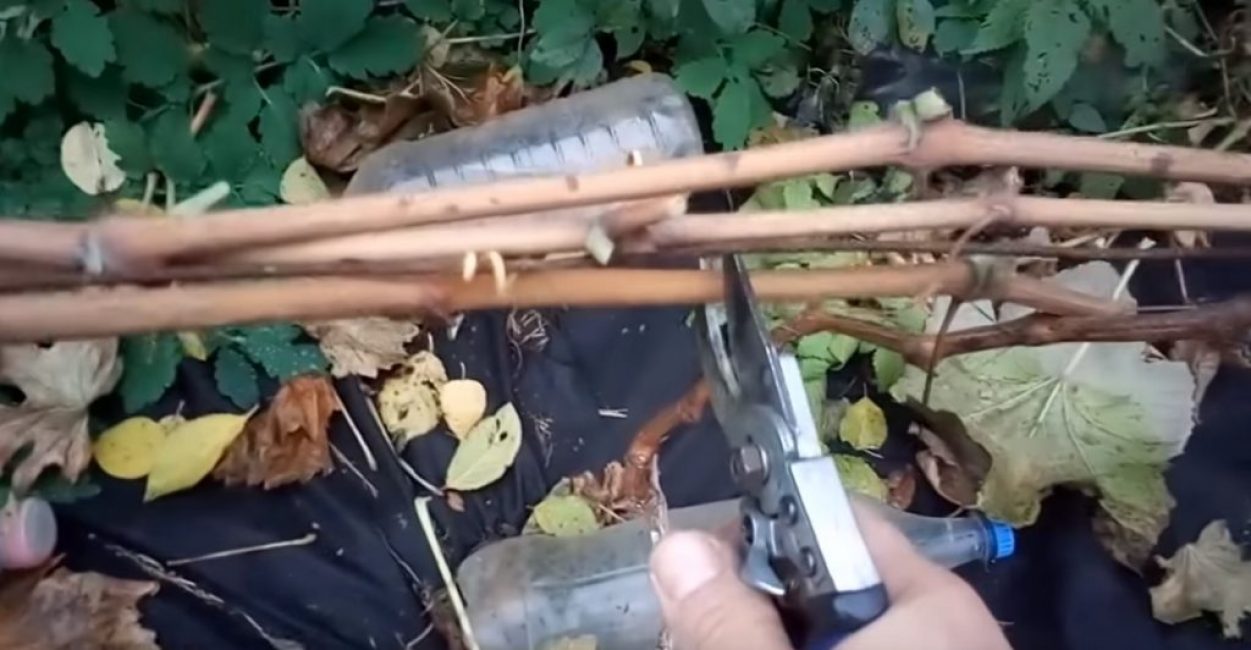 La taille est faite pour qu'ils n'atteignent pas un peu le buisson suivant.