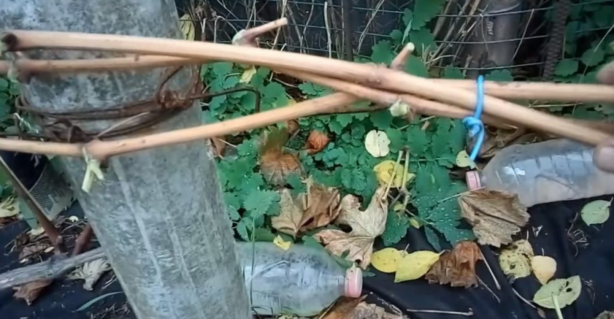 Les vignes sont attachées avec du fil et attachées au treillis inférieur