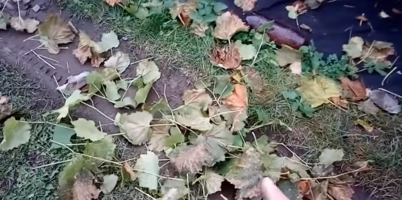 Taille au milieu de l'emplacement des entre-nœuds