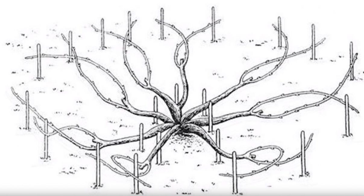 Bol moldave à manches disposées en cercle