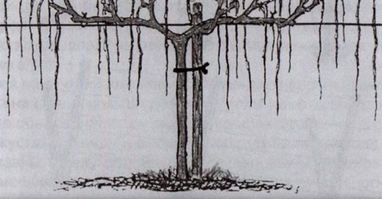 Méthode de formation du timbre