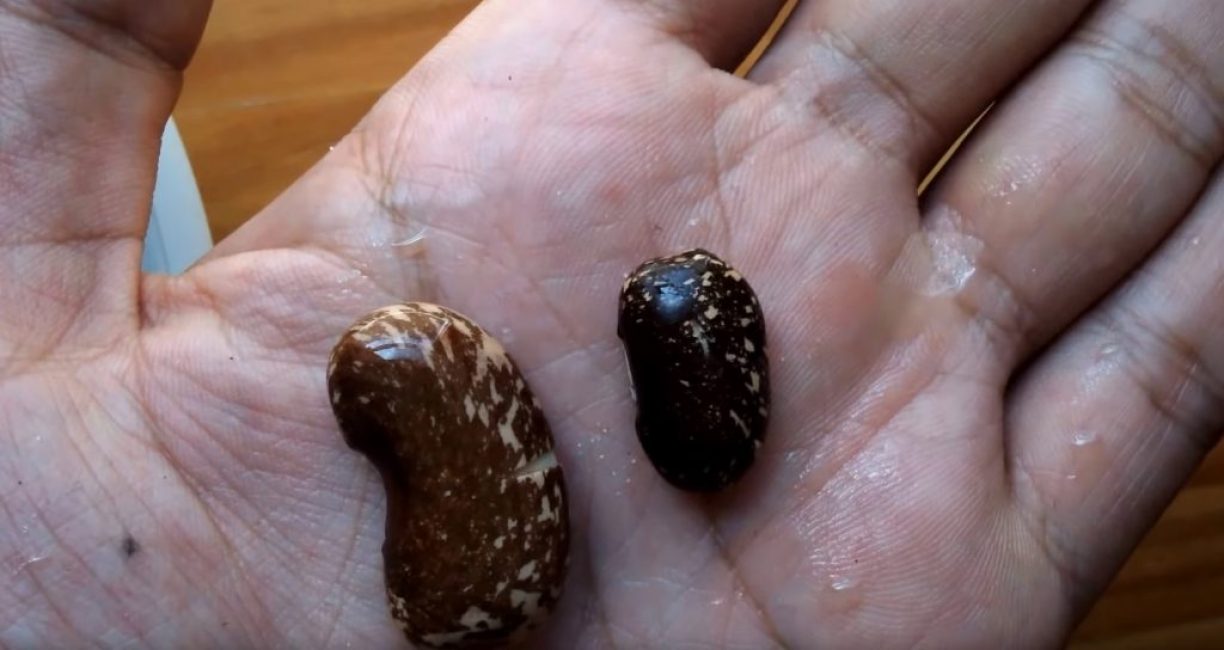 Les graines commencent à absorber l'eau et leur coquille commence à éclater