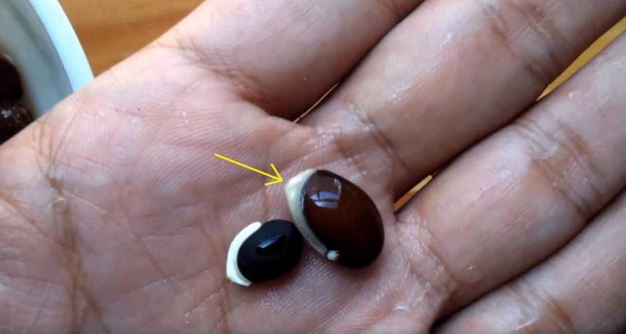 Dans les 48 heures, ils commencent à éclore.