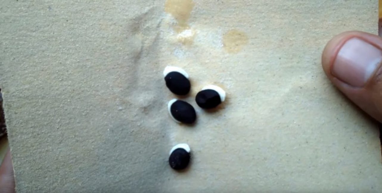 Petites graines à la surface du papier de verre