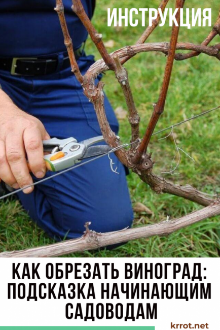 Comment tailler les raisins: un conseil pour les jardiniers débutants