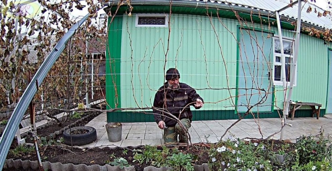 Tailler les raisins en automne