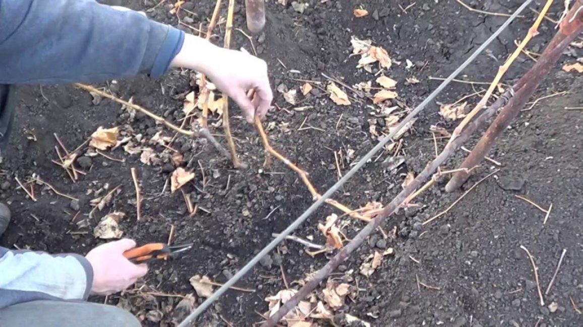 Tailler les raisins en automne