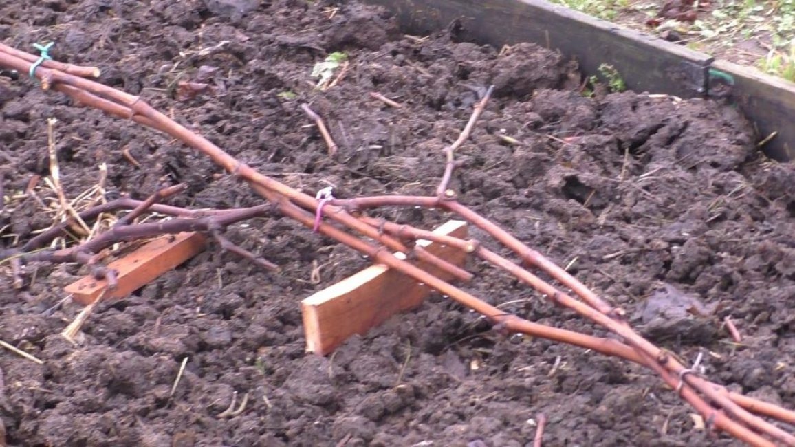 Préparer la vigne pour l'abri
