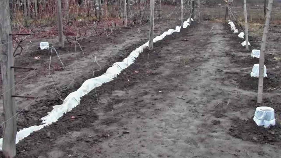 Abri de raisins pour l'hiver