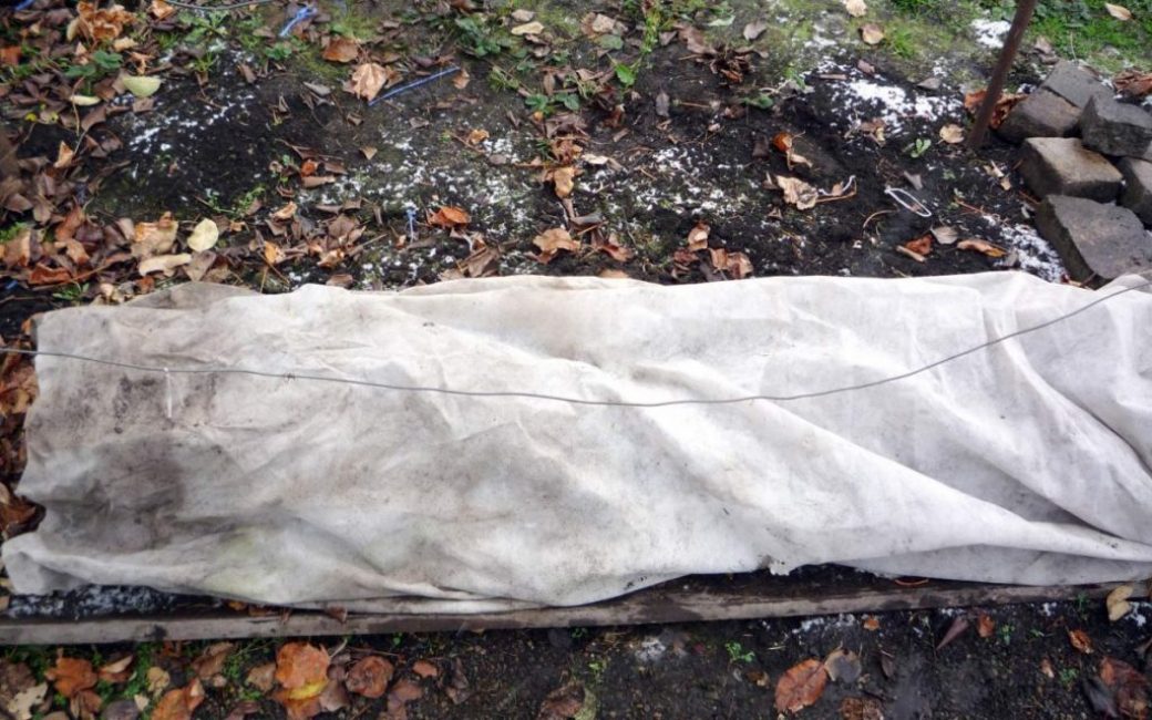 Réchauffer les raisins pour l'hiver