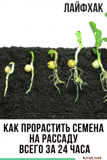 comment faire germer des semis