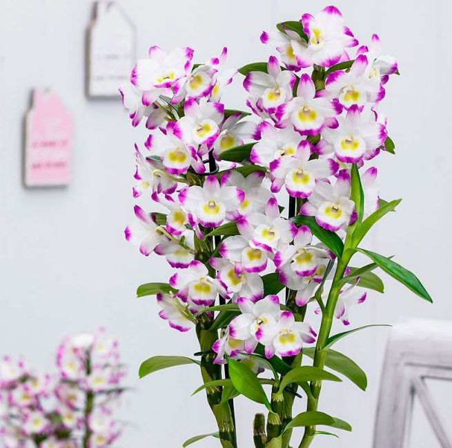 La beauté inégalée de Dendrobium nobile