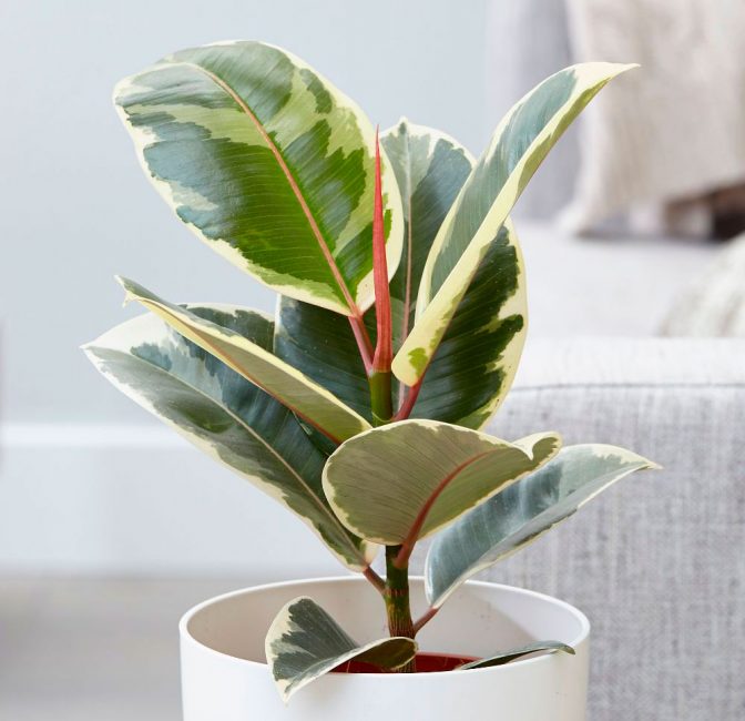 Tenue peinte d'un ficus à caoutchouc