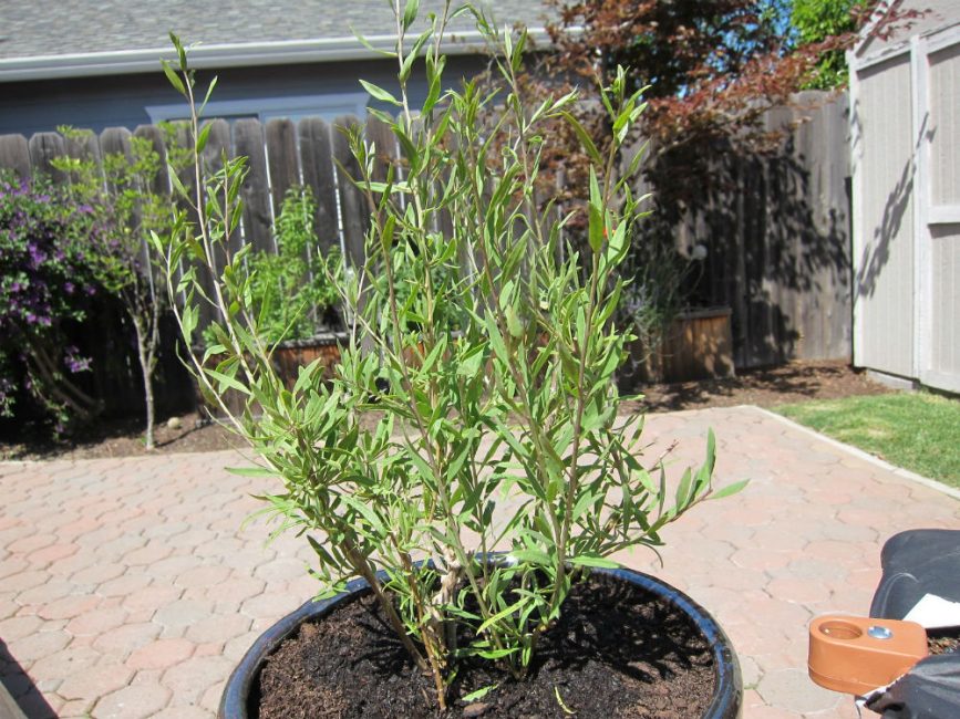 Reproduction par semis