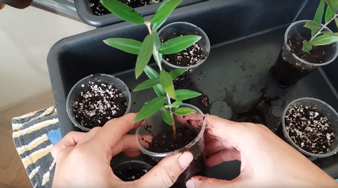 Planter des boutures d'olivier dans un substrat humide