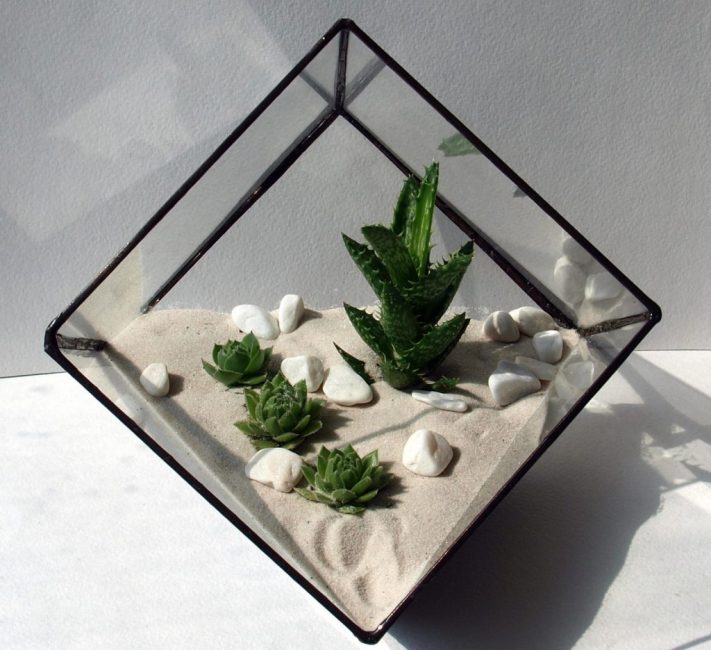 Florarium typique avec jeunes