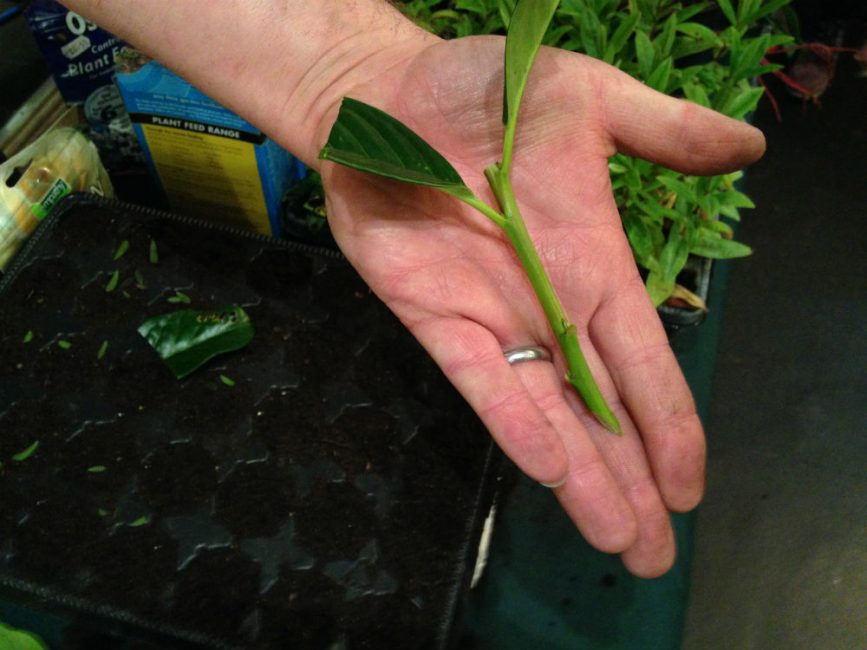 Reproduction par bouturage