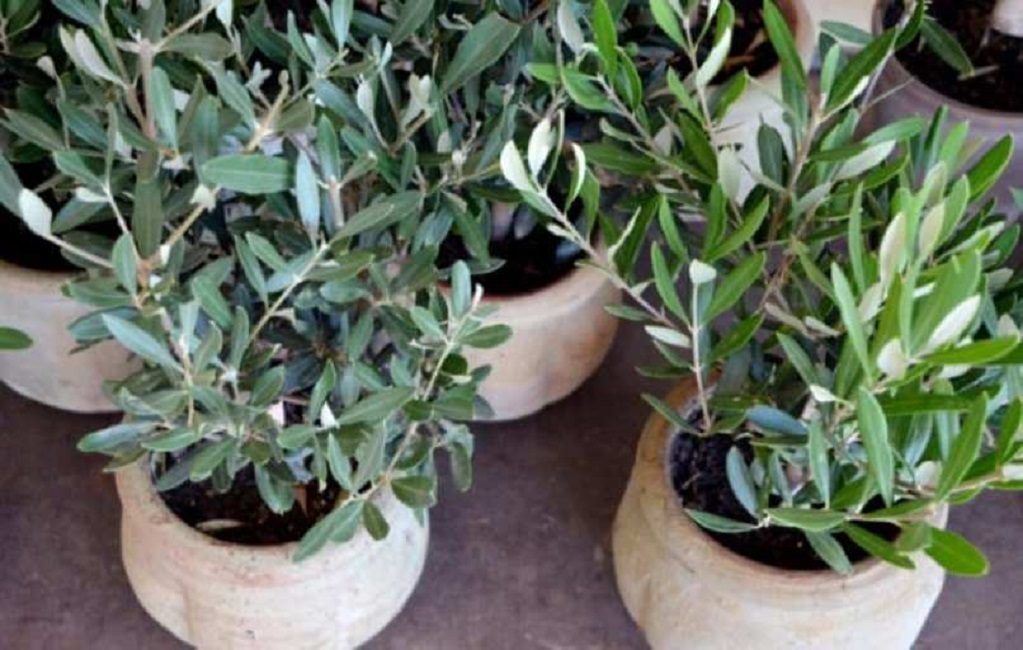 Semis bisannuels d'olivier