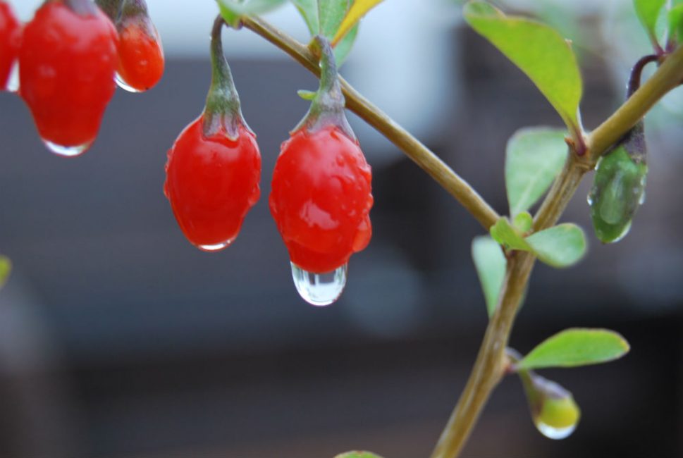 La sécheresse et l'excès d'humidité ne sont pas si préjudiciables