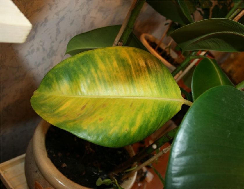 N'aime pas le ficus et l'air froid. Un jaunissement du feuillage peut être observé.N'aime pas les ficus et l'air froid. Le feuillage peut jaunir.